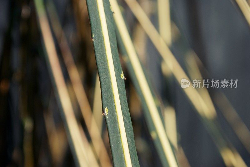 Lancewood (Horoeka)树差异焦点